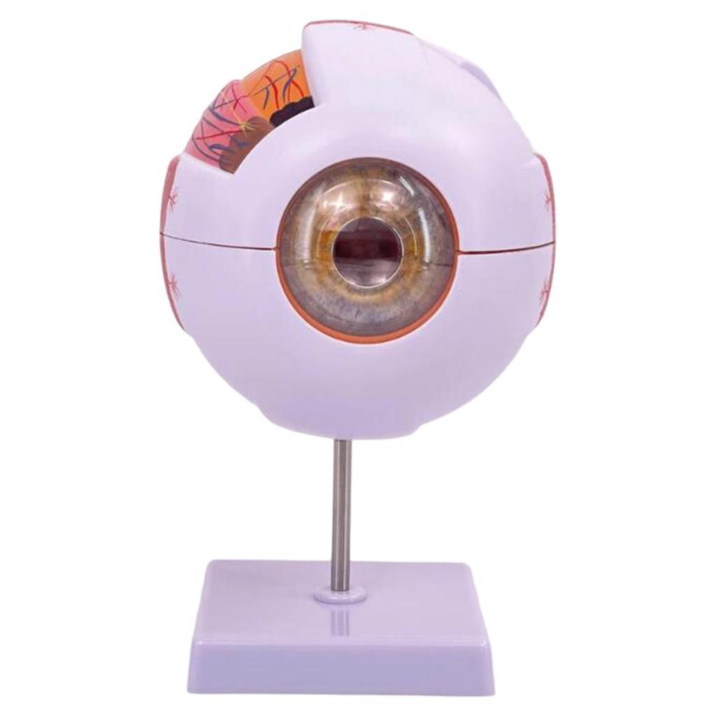 Science Exhibition Models - Anatomisch model van het menselijk oog