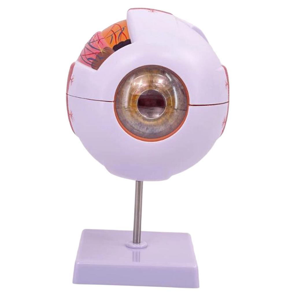 Anatomisch model van het mense - Science Exhibition Models recensie en prijs