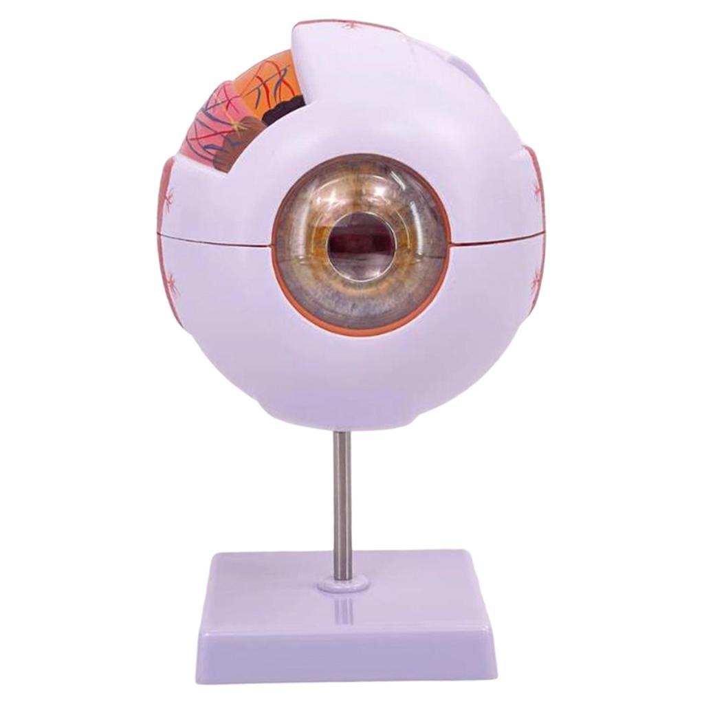 Anatomisch model van het mense - Science Exhibition Models recensie en prijs