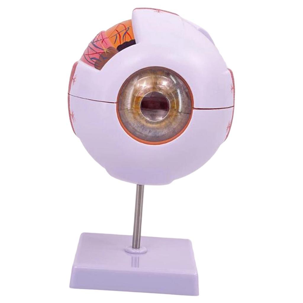 Anatomisch model van het mense - Science Exhibition Models recensie en prijs